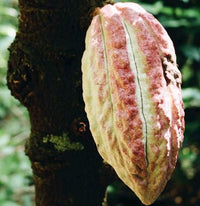 Thumbnail for Färsk kakaofrukt, smakar tropiskt. Svenska Kakao AB 
