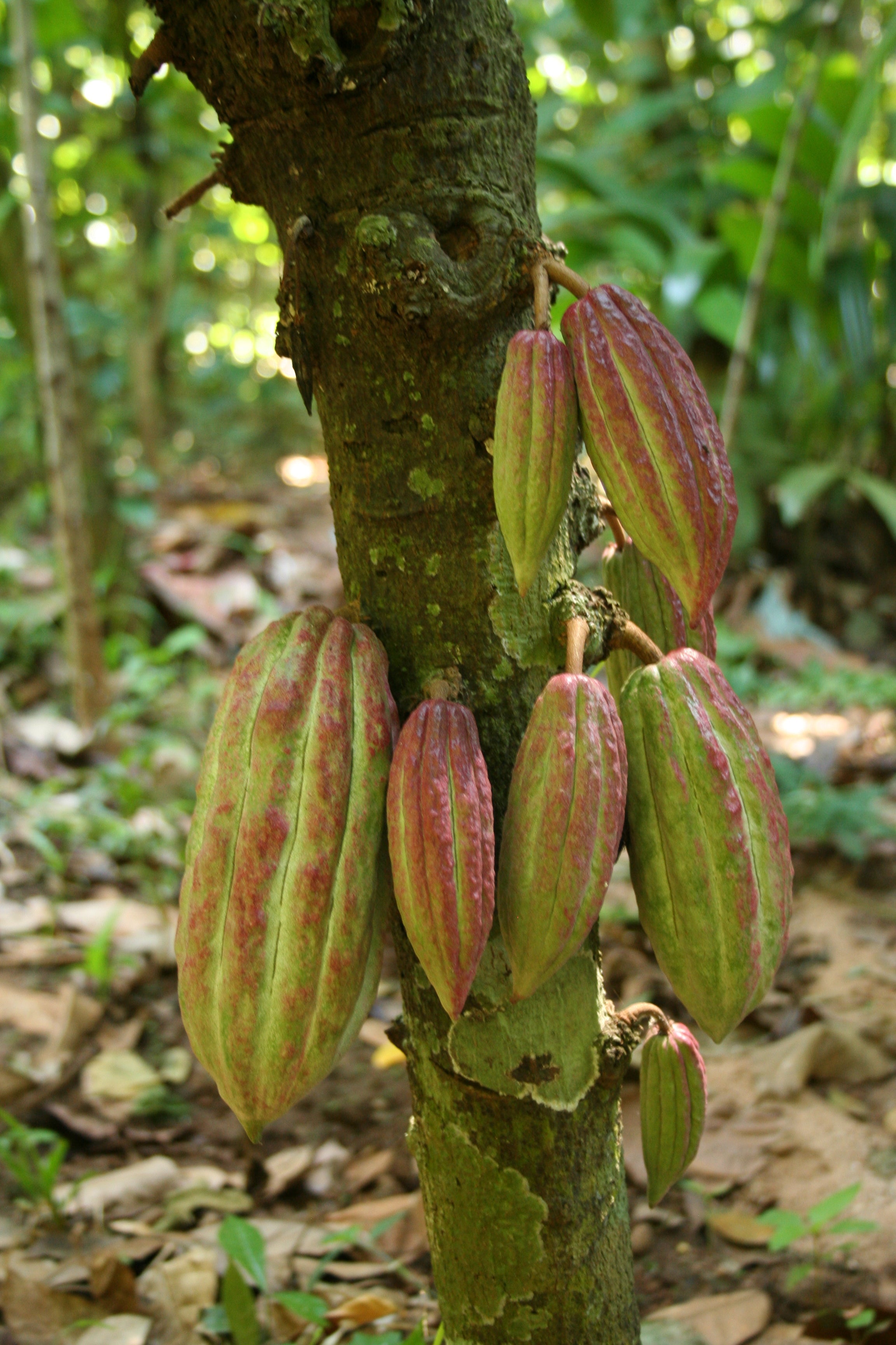 Kakaofrukter växer direkt från stammen på träd runt om ekvatorn - Svenska Kakao