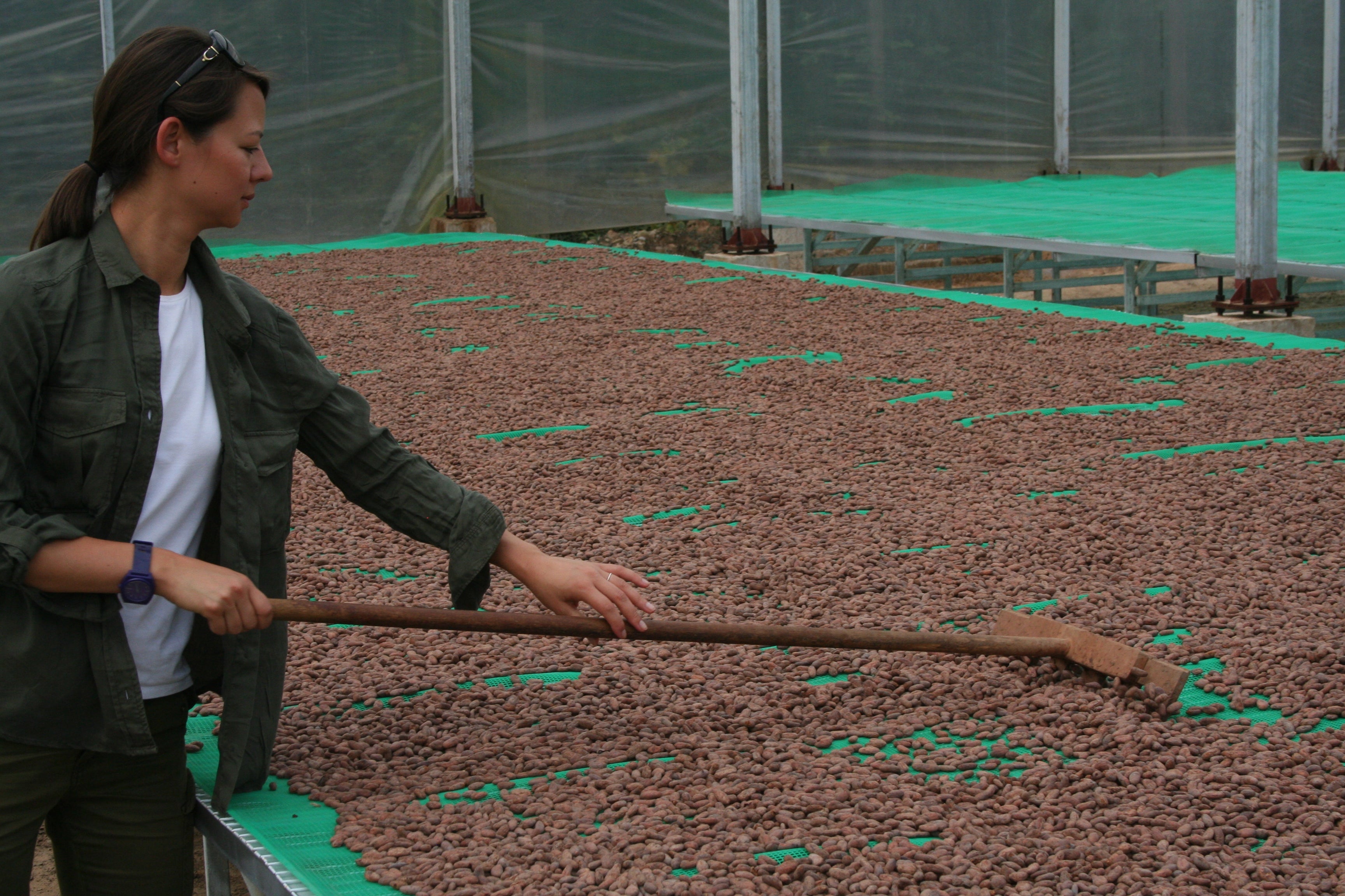 Torkning av jästa kakaobönor kan ske i växthus eller under direkt sol. Ulrika Bergenkrans från Svenska Kakao hjälper till att vända kakaobönor på torkning.