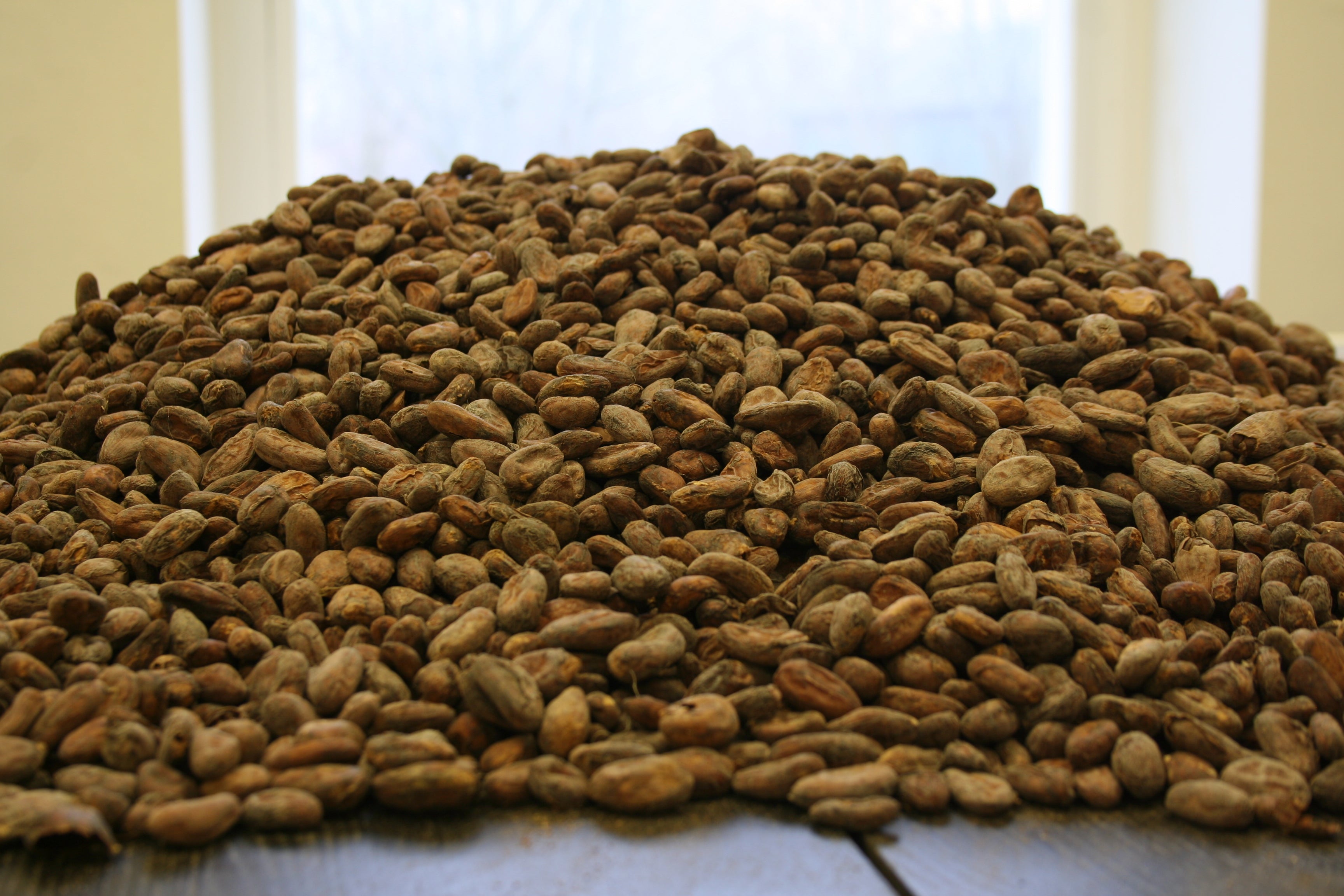 Kakaobönor sorteras noggrant för hand för att säkerställa storlek och kvalitet. Svenska Kakao bean to bar Österlen