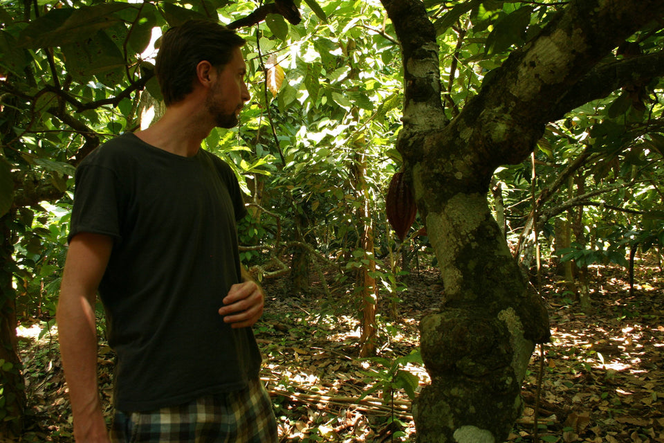Fredrik granskar odlingarna hos vår producent på Sri Lanka. Kakaofrukt som växer direkt från stammen. - Svenska Kakao
